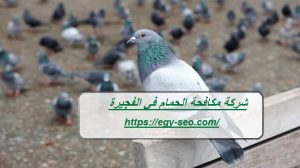 شركة مكافحة الحمام في الفجيرة